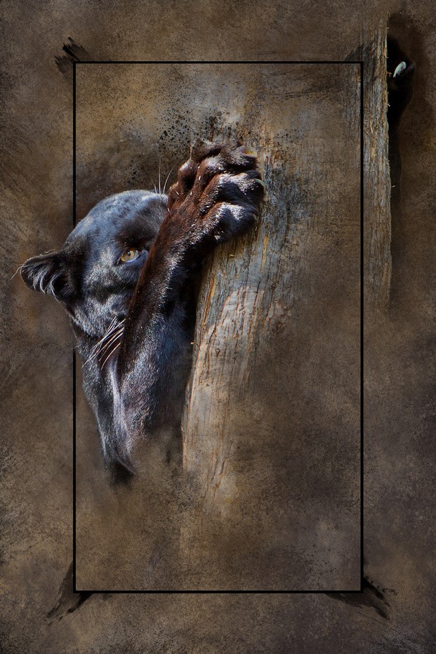 BlackGold2