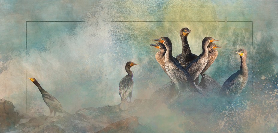 CormorantConnection1